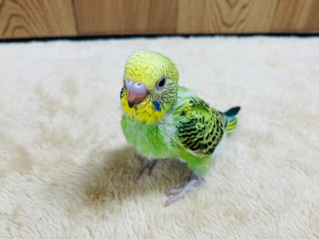 セキセイインコ