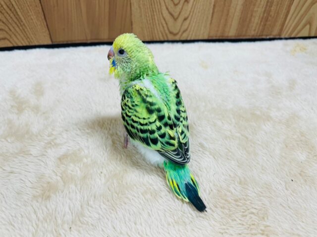 セキセイインコ