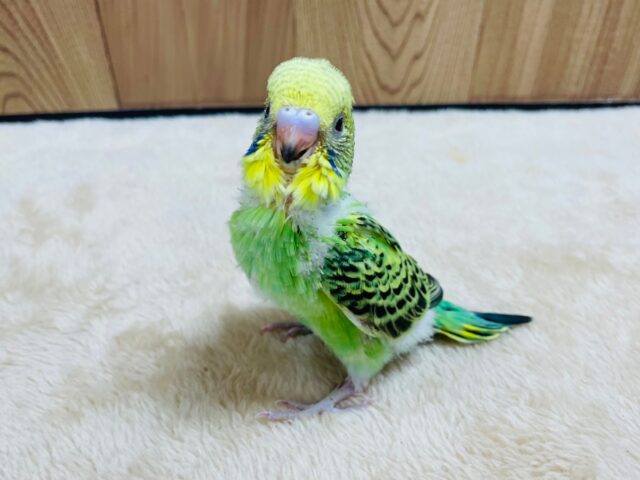 セキセイインコ