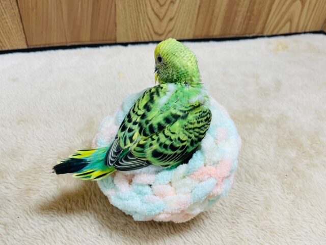 セキセイインコ