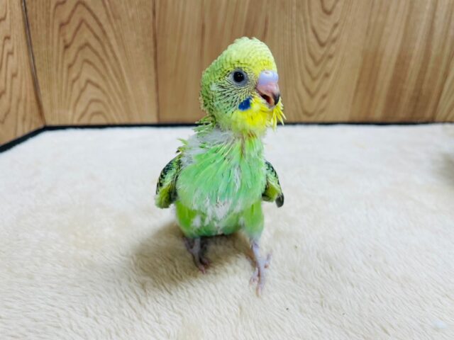 セキセイインコ