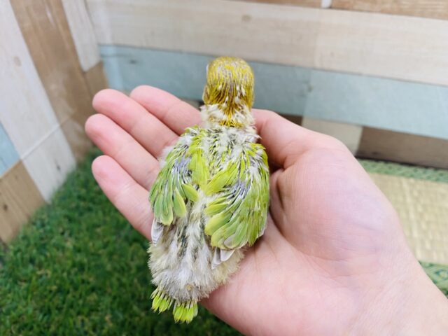 ヤマブキボタンインコ