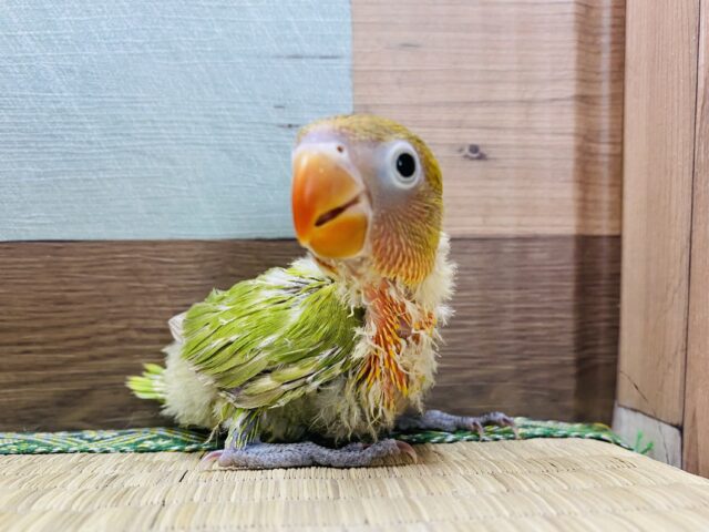 ヤマブキボタンインコ