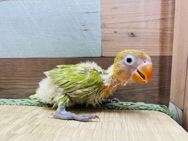 ヤマブキボタンインコ