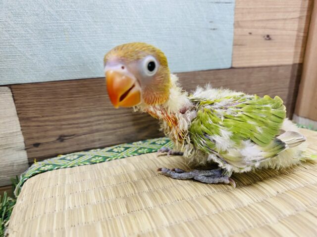 ヤマブキボタンインコ