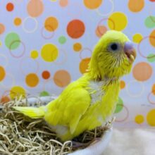 最新画像有り❗️全身真っ黄色の元気イエロー⭐️セキセイインコのダブルファクター！！
