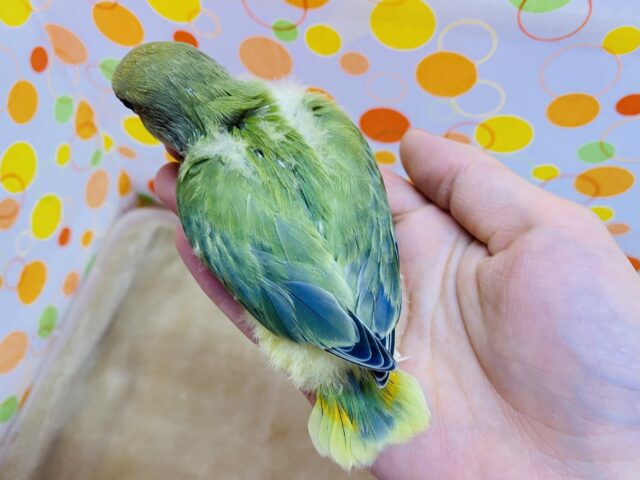 コザクラインコ（小桜インコ）