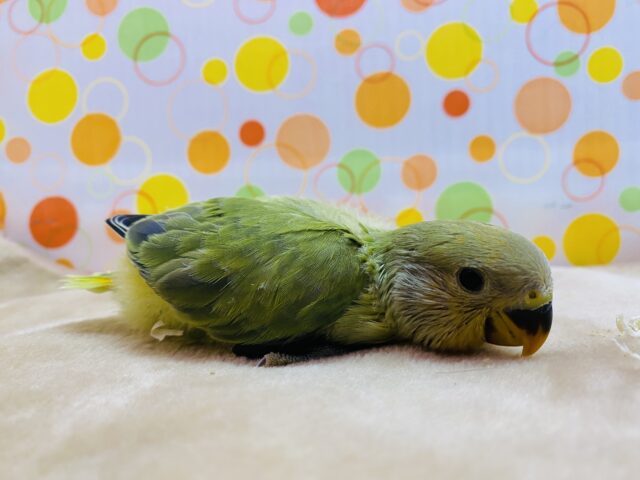 コザクラインコ（小桜インコ）