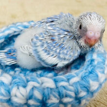 ほんわか🫧甘ったれちゃん♡セキセイインコ(スパングル) ヒナ