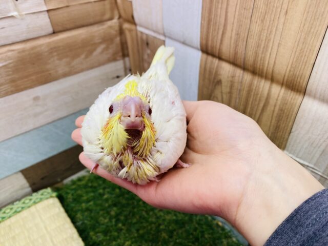 オカメインコ