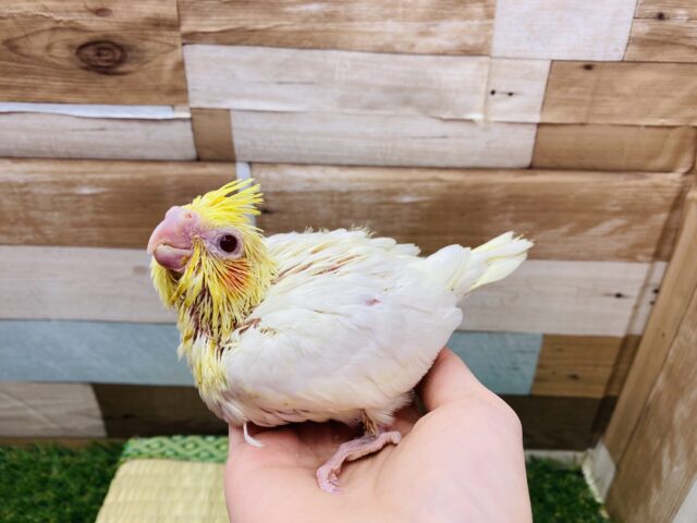 オレンジ色のほっぺが可愛い😍定番人気カラーのオカメインコ（ルチノー）🧡