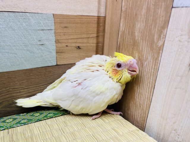 オレンジ色のほっぺが可愛い😍定番人気カラーのオカメインコ（ルチノー）🧡