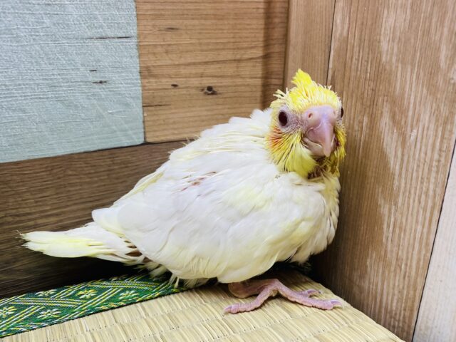 オレンジ色のほっぺが可愛い😍定番人気カラーのオカメインコ（ルチノー）🧡