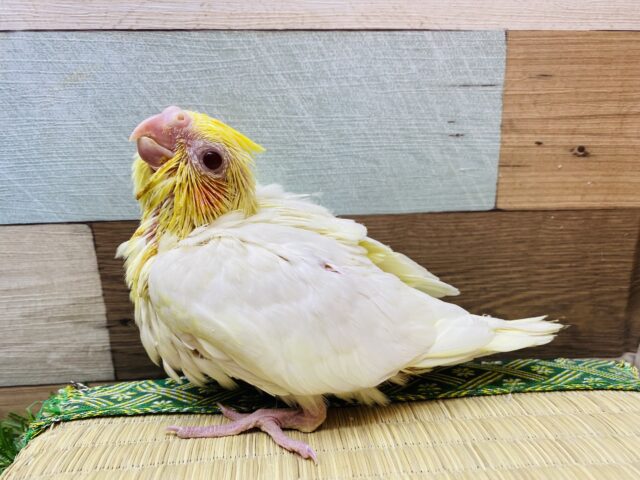 オレンジ色のほっぺが可愛い😍定番人気カラーのオカメインコ（ルチノー）🧡