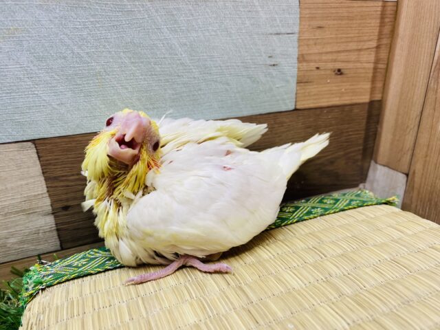 オカメインコ