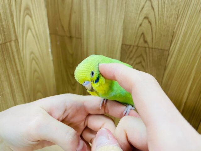 セキセイインコ