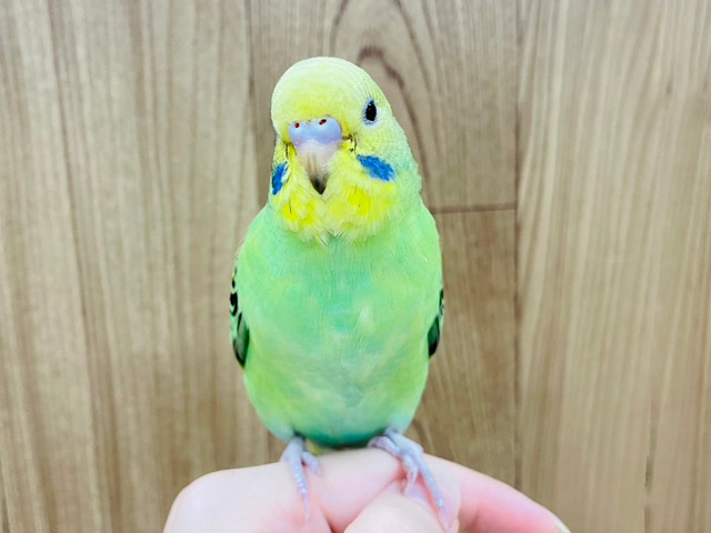 【動画更新🪄】上目遣いが得意です♡セキセイインコ(オパーリン) ヒナ