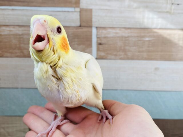 オカメインコ