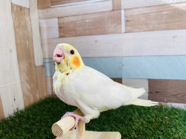 オカメインコ