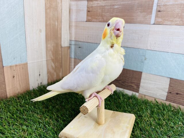 オカメインコ