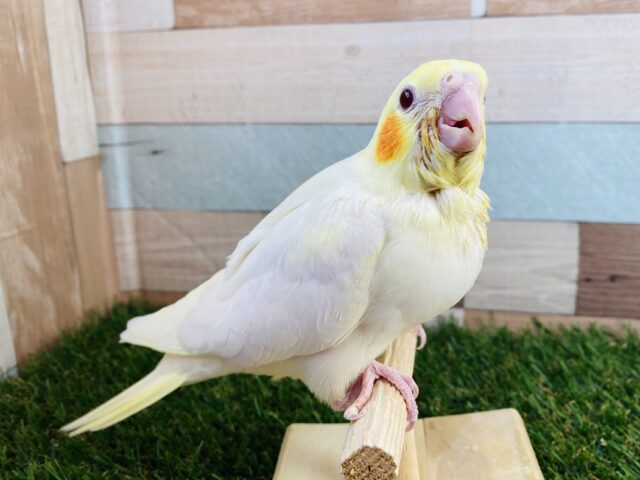 最新画像有り‼️オレンジ色のほっぺが可愛い😍定番人気カラーのオカメインコ（ルチノー）🧡