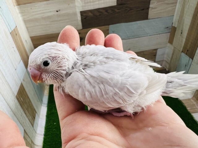 美しさと渋さがｲｲﾈ！セキセイインコのライラックモーヴ