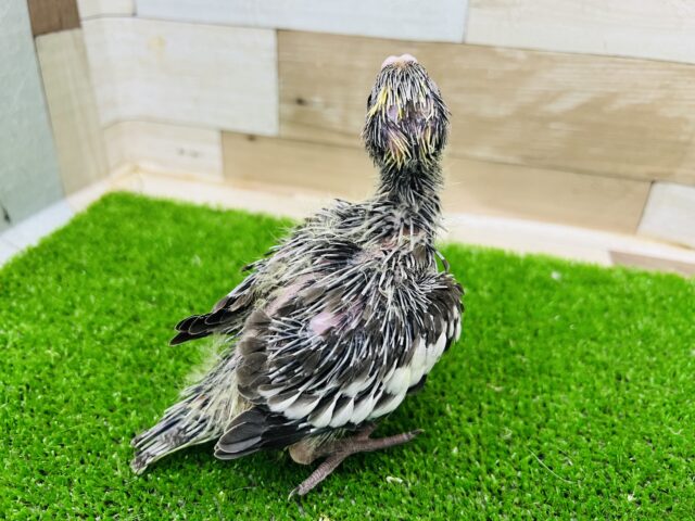 オカメインコ