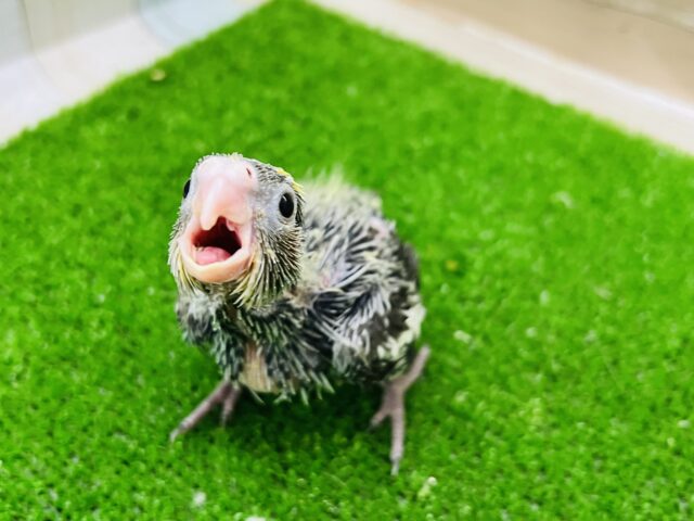 ツンツンだよー！オカメインコ（ノーマル）の雛入舎です☆