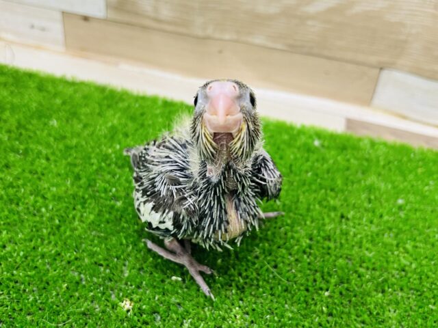 オカメインコ