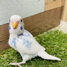 最新画像あります☆一生懸命ご飯を食べます❗️白✖️水色の爽やかなセキセイインコ（パイド）🩵