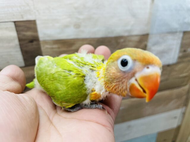 ヤマブキボタンインコ