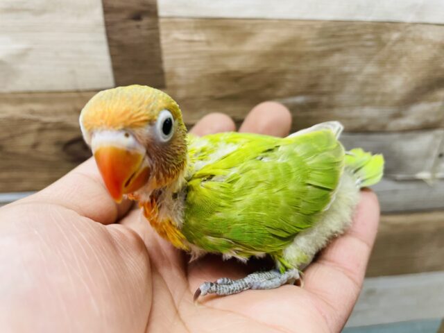 ヤマブキボタンインコ