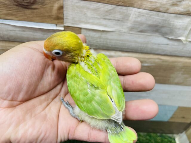 ヤマブキボタンインコ