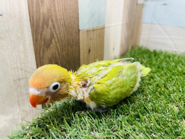 ヤマブキボタンインコ