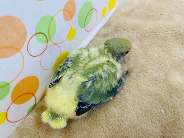 コザクラインコ（小桜インコ）