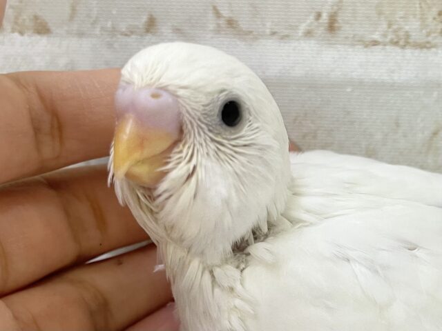 真っ白🤍雪だるまさん⛄️セキセイインコ（ダブルファクター）