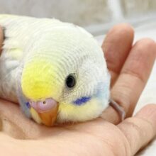 ふんわりカラー🩵💛レモンソーダ　セキセイインコ（パステルレインボースパングル）