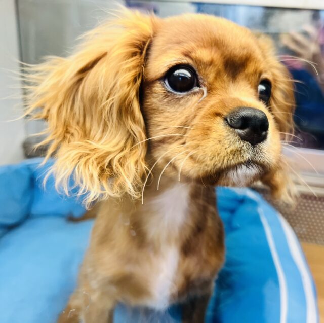 キャバリア・キングチャールズ・スパニエル