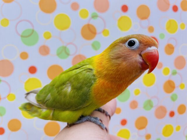 ヤマブキボタンインコ