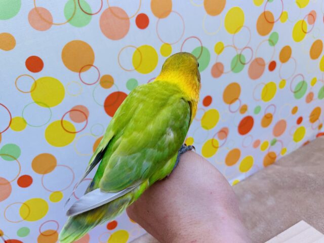 ヤマブキボタンインコ