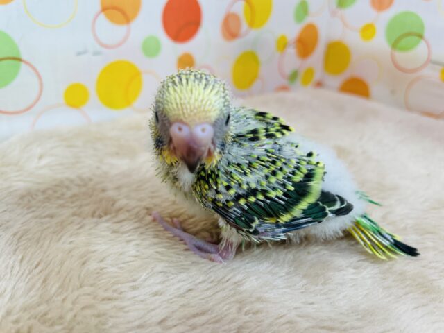 セキセイインコ