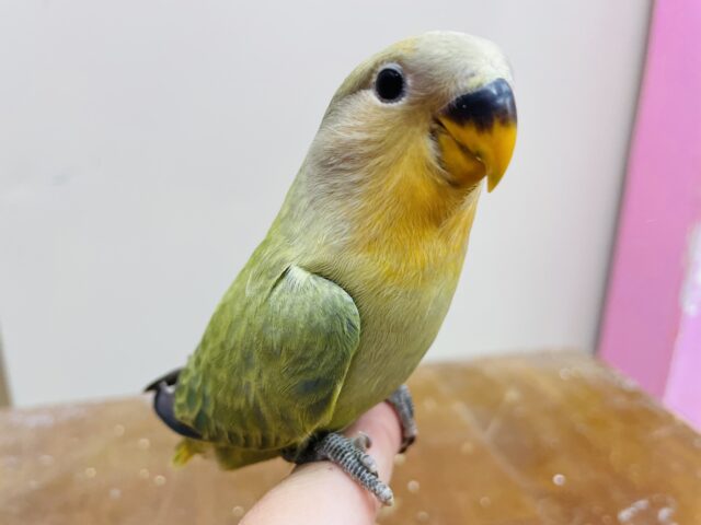 コザクラインコ（小桜インコ）