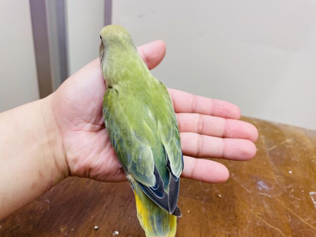 コザクラインコ（小桜インコ）