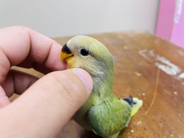 コザクラインコ（小桜インコ）