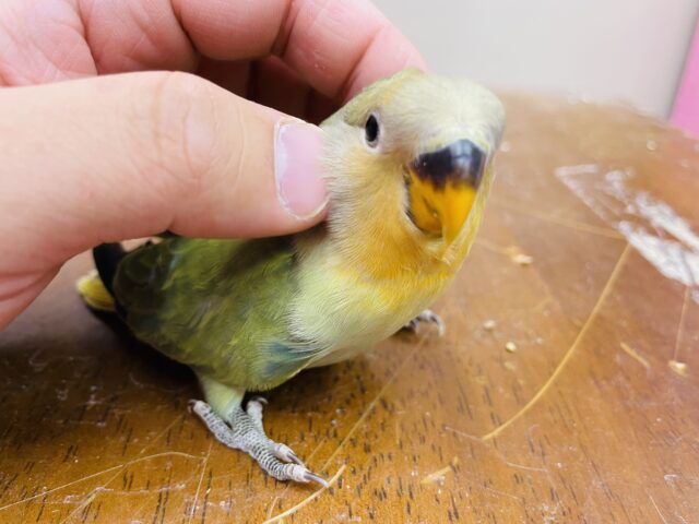 コザクラインコ（小桜インコ）