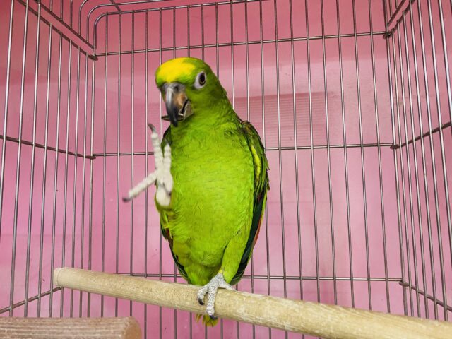 キビタイボウシインコ