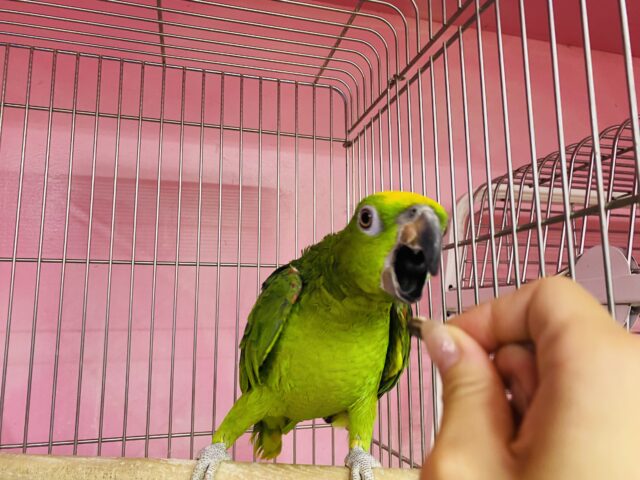 キビタイボウシインコ