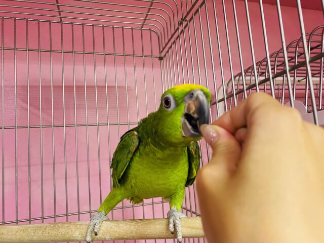 キビタイボウシインコ