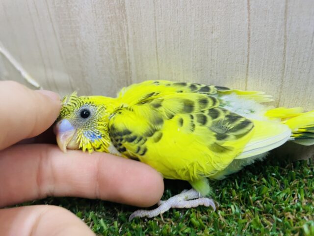 セキセイインコ