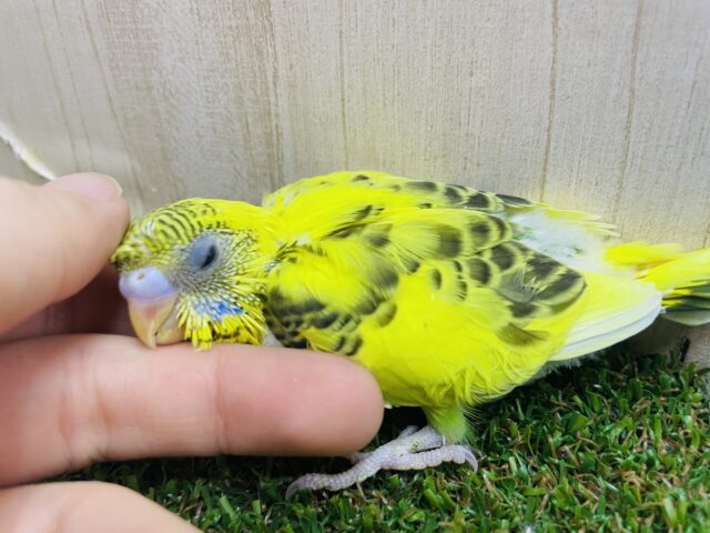 セキセイインコ